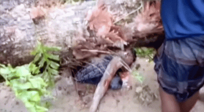 ময়মনসিংহে কালবৈশাখি ঝড়ে গাছ ভেঙে নিহত ২ 4 img