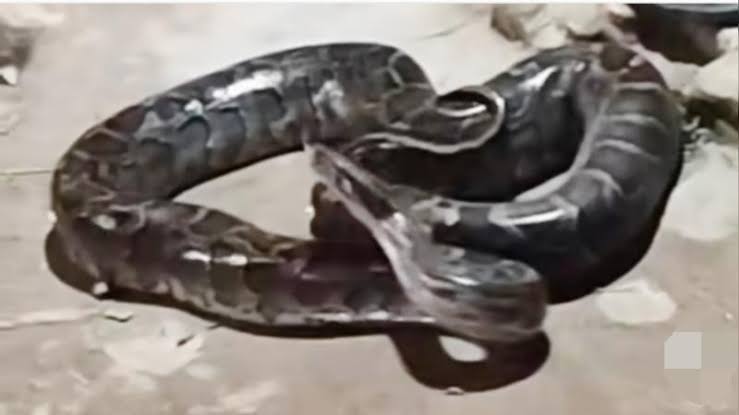 কুমিল্লার বুড়িচং উপজেলার মীরপুর এলাকা থেকে প্রায় ১২ ফুট লম্বা একটি অজগর সাপ আটক করেছে স্থানীয়রা। 4 img