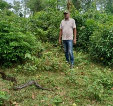 বুড়িচংয়ে উদ্ধার হওয়া ১২ ফুট অজগর বনাঞ্চলে অবমুক্ত 4 img