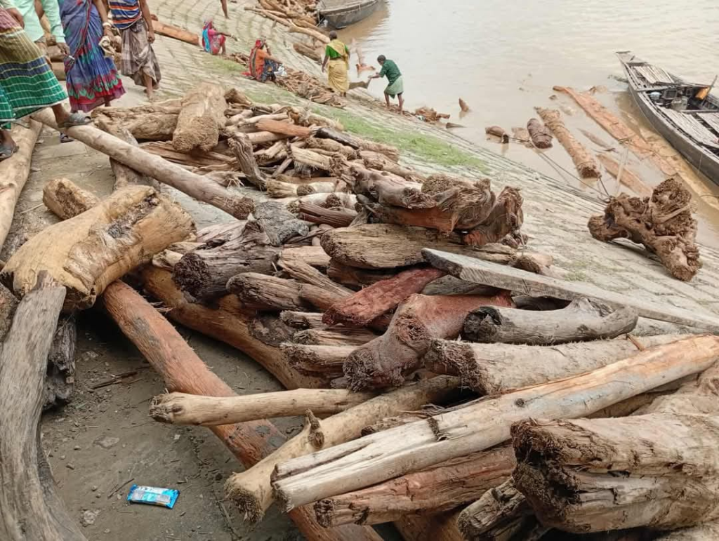 ভারতের বন থেকে ভেসে এলো কাঠের পাহাড়, কুড়িগ্রামে তোলপাড় 4 img