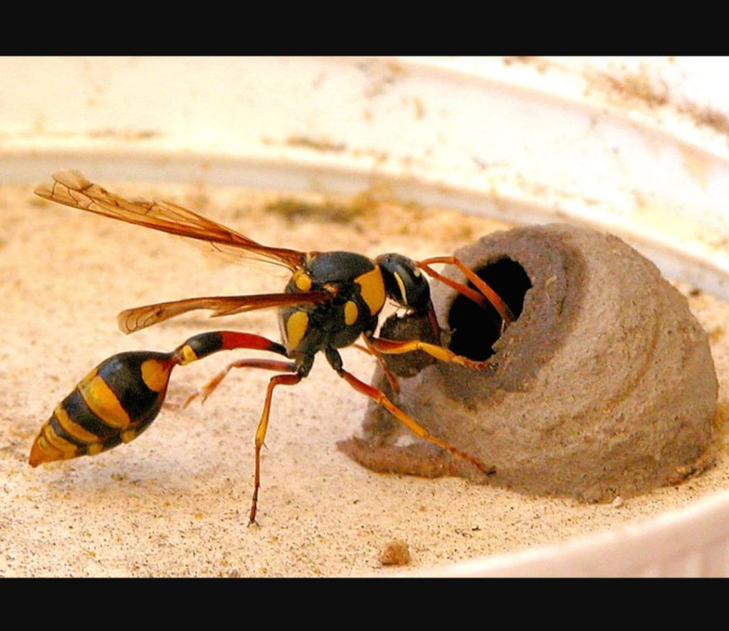 বোয়ালমারীতে ভীমরুলের কামড়ে শিশুর মর্মান্তিক মৃত্যু! 4 pic